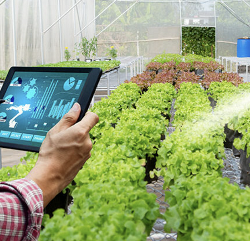 Hombre con una tablet en la mano en invernadero